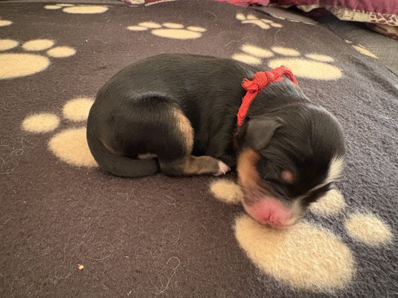 Rouge Du Terrier Des Fripouilles Mâle Terrier tibetain