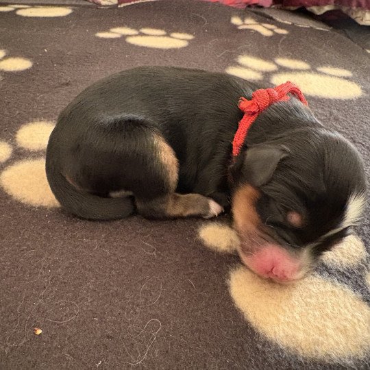 Rouge Du Terrier Des Fripouilles Mâle Terrier tibetain