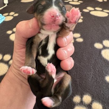 chiot Terrier tibetain Rouge Le Terrier Des Fripouilles