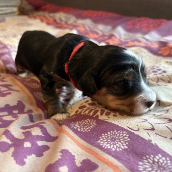 chiot Terrier tibetain Rouge Le Terrier Des Fripouilles