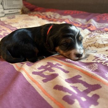 chiot Terrier tibetain Rouge Le Terrier Des Fripouilles