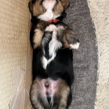 chiot Terrier tibetain Rouge Le Terrier Des Fripouilles