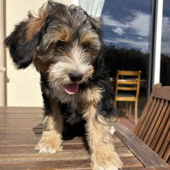 chiot Terrier tibetain Rouge Le Terrier Des Fripouilles