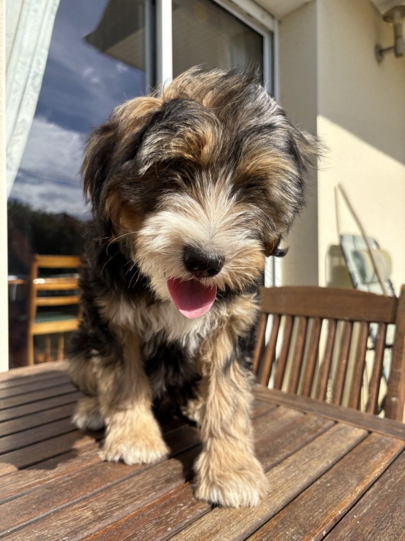 Rouge Du Terrier Des Fripouilles Mâle Terrier tibetain
