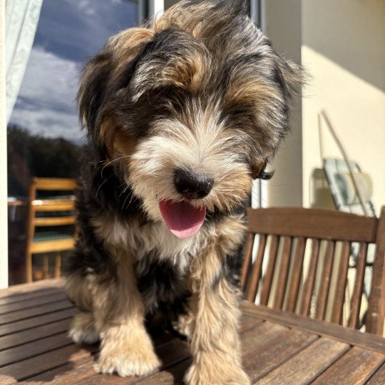 Rouge Du Terrier Des Fripouilles Mâle Terrier tibetain