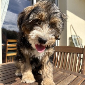 chiot Terrier tibetain Rouge Le Terrier Des Fripouilles