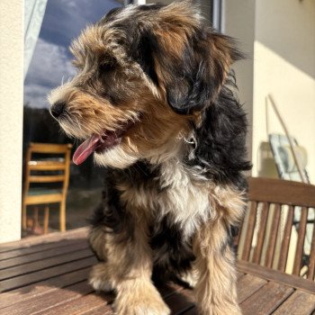 chiot Terrier tibetain Rouge Le Terrier Des Fripouilles