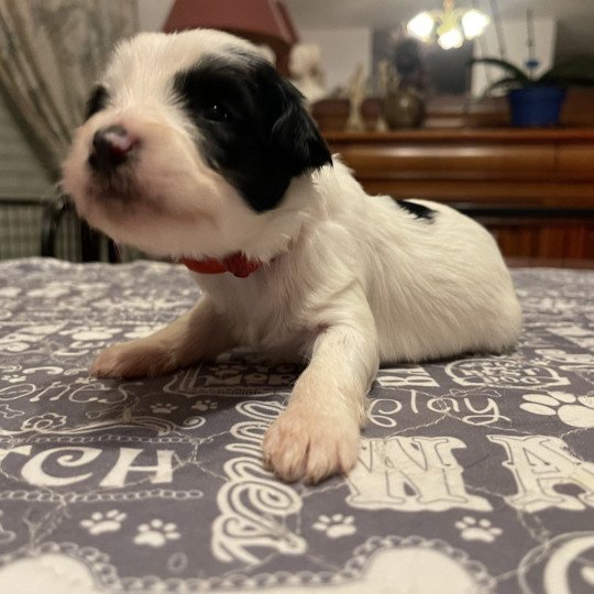 Volt (Rouge) Du Terrier Des Fripouilles Mâle Terrier tibetain