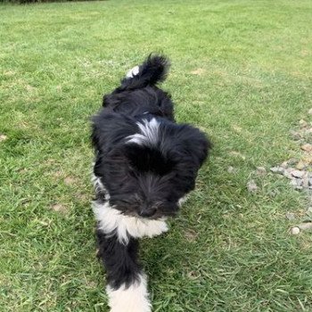 chien Terrier tibetain Noi. Pan.Bla. Sisko Le Terrier Des Fripouilles