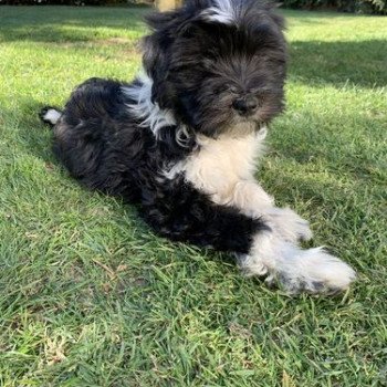 chien Terrier tibetain Noi. Pan.Bla. Sisko Le Terrier Des Fripouilles