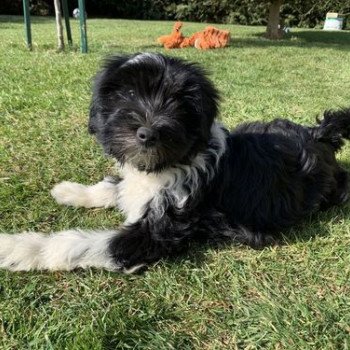 chien Terrier tibetain Noi. Pan.Bla. Sisko Le Terrier Des Fripouilles