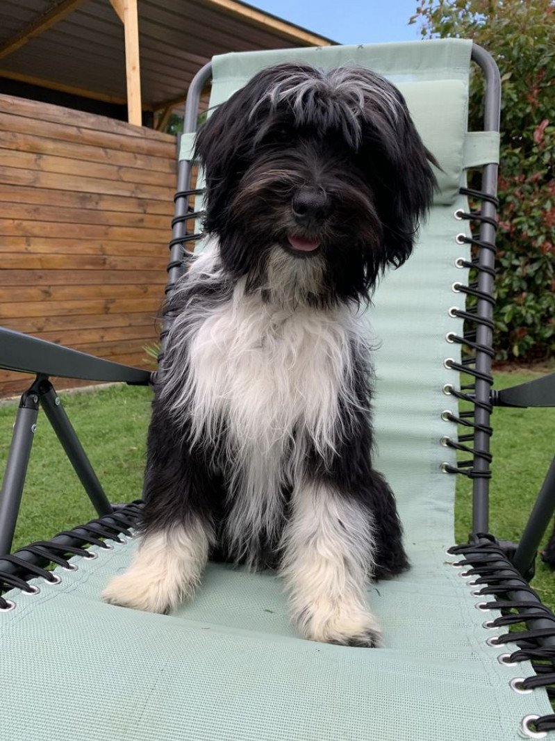 Sisko Mâle Terrier tibetain Sisko Mâle Terrier tibetain