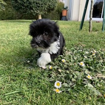 chien Terrier tibetain Noi. Pan.Bla. Sweetie Le Terrier Des Fripouilles