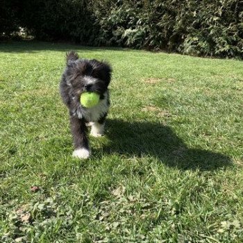 chien Terrier tibetain Noi. Pan.Bla. Sweetie Le Terrier Des Fripouilles