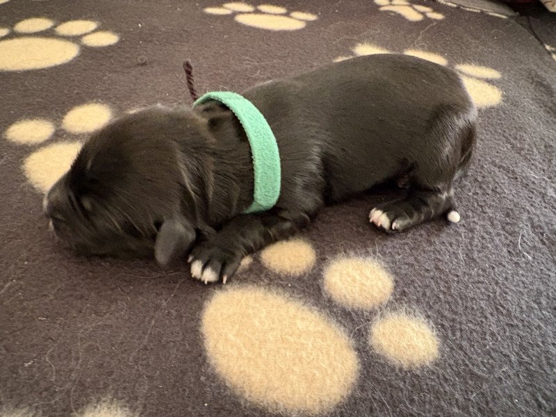 Vert Du Terrier Des Fripouilles Mâle Terrier tibetain