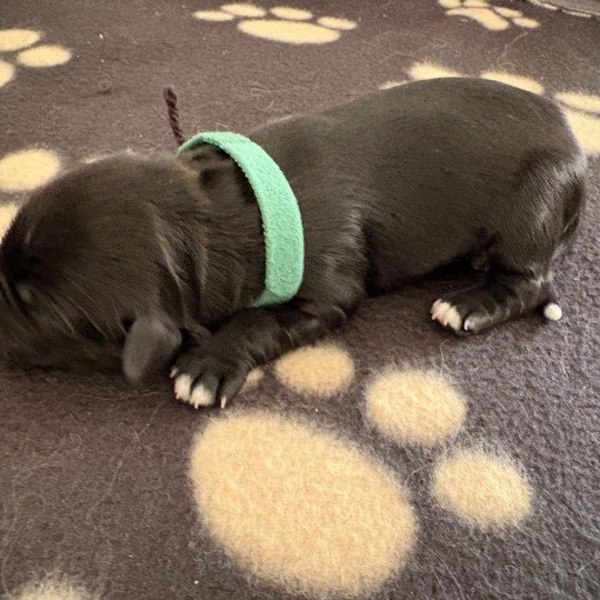 Vert Du Terrier Des Fripouilles Mâle Terrier tibetain