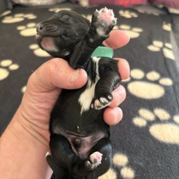 chiot Terrier tibetain Vert Le Terrier Des Fripouilles