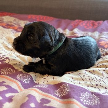 chiot Terrier tibetain Vert Le Terrier Des Fripouilles