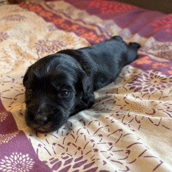 chiot Terrier tibetain Vert Le Terrier Des Fripouilles
