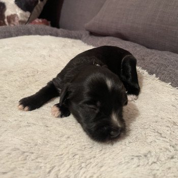 chiot Terrier tibetain Noir Panaché Blanc Vert Le Terrier Des Fripouilles chiot Terrier tibetain Noir Panaché Blanc Vert Le Terrier Des Fripouilles