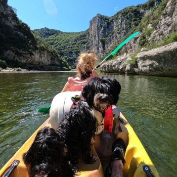 Nos chiens pendant leurs vacances d'été
