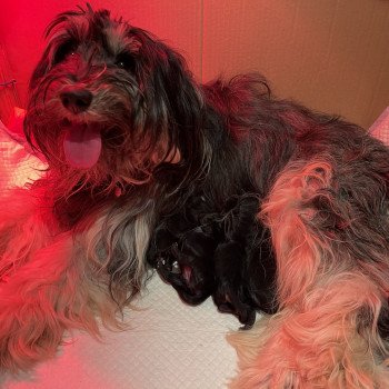 Chiot Terrier tibetain Le Terrier Des Fripouilles Chiot Terrier tibetain Le Terrier Des Fripouilles