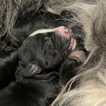 Chiot Terrier tibetain  Le Terrier Des Fripouilles