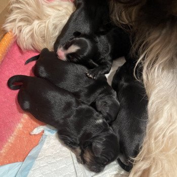 Chiot Terrier tibetain  Le Terrier Des Fripouilles