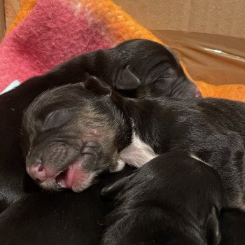 Chiot Terrier tibetain  Le Terrier Des Fripouilles