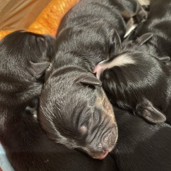 Chiot Terrier tibetain  Le Terrier Des Fripouilles