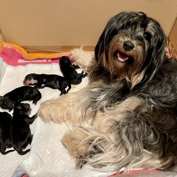 Chiot Terrier tibetain  Le Terrier Des Fripouilles