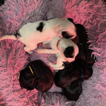 Chiot Terrier tibetain Sweetie ❤ Sisko 2024 Le Terrier Des Fripouilles Chiot Terrier tibetain Sweetie ❤ Sisko 2024 Le Terrier Des Fripouilles