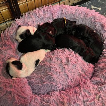 Chiot Terrier tibetain Sweetie ❤ Sisko 2024 Le Terrier Des Fripouilles Chiot Terrier tibetain Sweetie ❤ Sisko 2024 Le Terrier Des Fripouilles